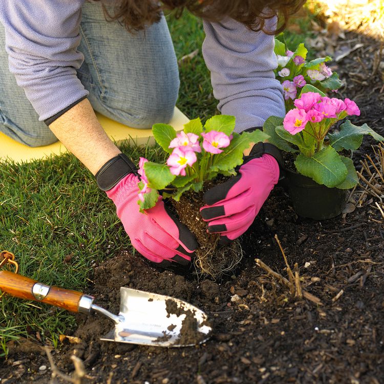 Gardener planting shrubs